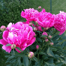 a bunch of pink flowers growing in a garden