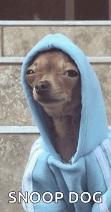 a small dog wearing a blue hoodie with the words snoop dog written on it .