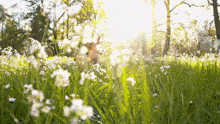 a person is laying in a field of flowers with the sun shining through the trees in the background .