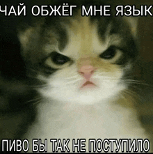 a cat with a very angry look on its face and a caption in a foreign language