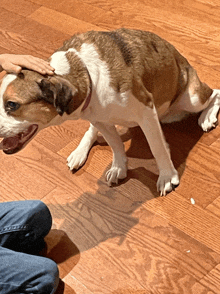 a person petting a brown and white dog on the head