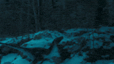 a snowy forest with trees covered in snow