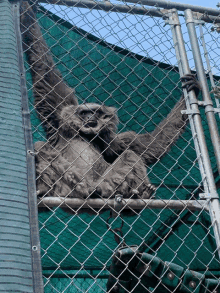 a monkey is behind a chain link fence and looking out