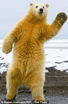 a polar bear is standing on its hind legs on a snowy beach .