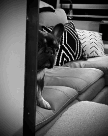 a black and white photo of a dog on a couch with pillows