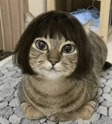 a cat wearing a wig is laying on a blanket on the floor .