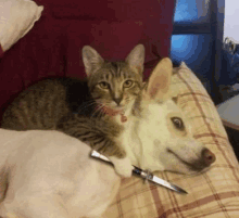 a cat laying next to a dog with a knife in its paw