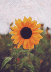 a blurry picture of a sunflower with a green leaf in the foreground and a white sky in the background