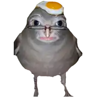 a bird wearing glasses has an egg on its head