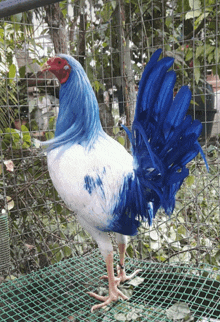 a rooster with blue and white feathers is standing on a cage