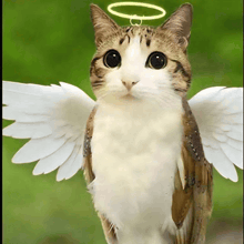 a cat with angel wings and a halo on it 's head