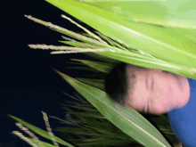 a blurry picture of a man behind a green plant