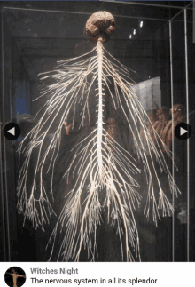 a picture of a nervous system with the caption witches night the nervous system in all its splendor