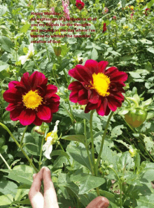 a person holding a red flower with a yellow center in front of a garden