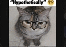 a picture of a cat wearing glasses with the caption hypothetically