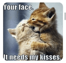 two kittens are hugging each other with a caption that says your face it needs my kisses