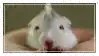 a white hamster is being held in a person 's hands .