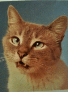 a close up of a cat with a blue background