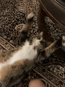 a cat is laying on its back on a rug that says ncv on it