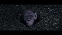 a monkey sticking its head out of a hole in the dirt
