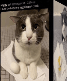 a gray and white cat is sitting on a towel next to an egg on a toilet paper