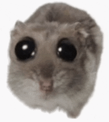 a close up of a hamster 's face with big eyes