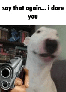 a dog is holding a gun in its mouth and saying `` say that again , i dare you '' .