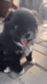 a black and white puppy is sticking its tongue out while sitting on the floor .