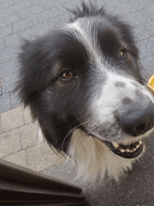 a black and white dog is looking up at the camera