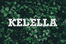 the word kedella is on a green background