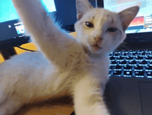 a white cat is sitting in front of a laptop keyboard