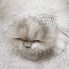 a close up of a cat with a white hat on