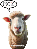 a picture of a sheep with a speech bubble saying moin