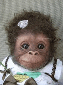 a baby monkey wearing a white shirt , bow tie , and suspenders .