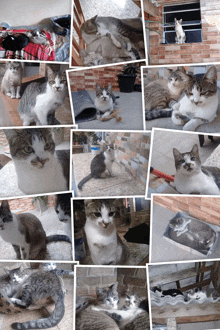 a collage of pictures of cats including one that is sitting on a table