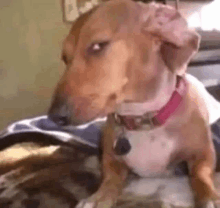 a brown and white dog with a pink collar is sitting on a bed and looking at the camera .