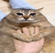 a cat is being held by a person 's hand .