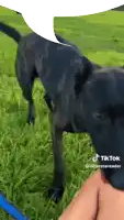 a black dog with a blue leash is standing in the grass