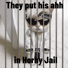 a cat wearing sunglasses and a bandana behind bars with the words they put his ahh in horny jail