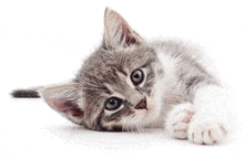 a gray and white kitten laying on its back on a white surface