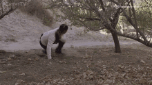 a man is laying on his back in a pile of leaves with a facebook watch advertisement in the background