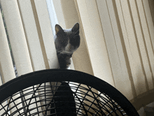 a cat peeking out from behind a window blind