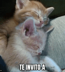 two kittens are sleeping on a couch and the caption says te invito a