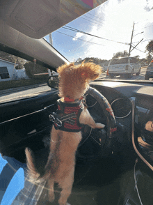 a dog wearing a harness is standing in a car