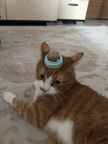 a cat laying on the floor with a ball on its head