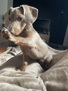 a brown and white dog standing on its hind legs on a bed