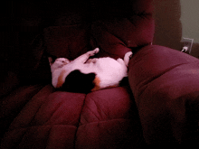 a calico cat laying on its back on a couch