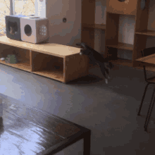 a cat is jumping in the air in front of a wooden shelf