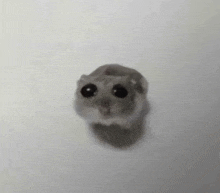 a small hamster with black eyes is sitting on a piece of paper .