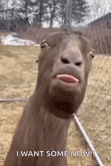 a goat is sticking its tongue out and making a face .